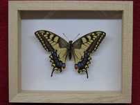 Motyl w ramce 10 x 12 cm . Paź królowej - Papilio machaon .
