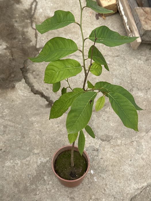 Arvore Anona 0.70cm