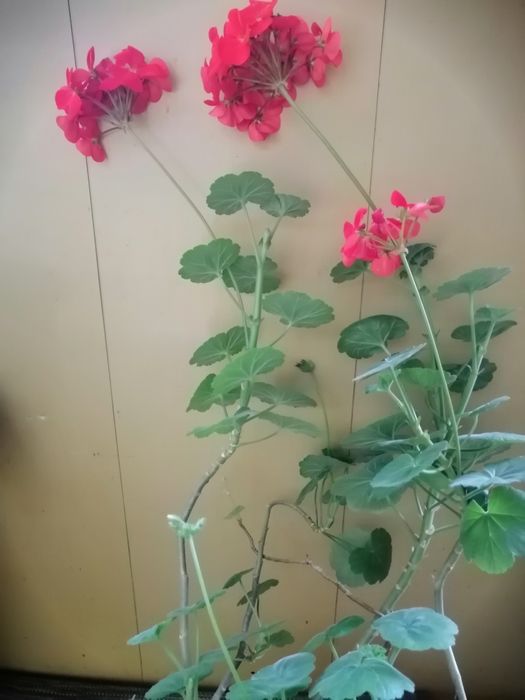 Грошове дерево, китайська роза,  гібіскус, денежное дерево, та інші