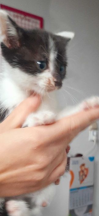 7 tygodniowy kocurek do adopcji