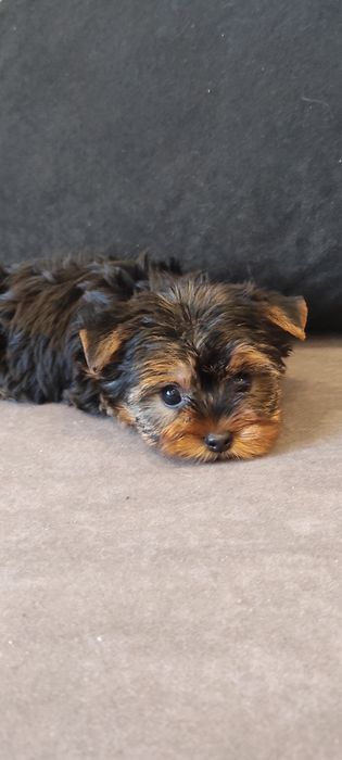 Yorkshire terrier piesek z rodowodem mini