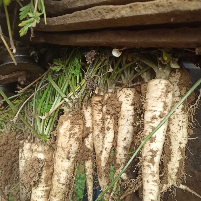 Pietruszka myta po szczotkarce lub brudna