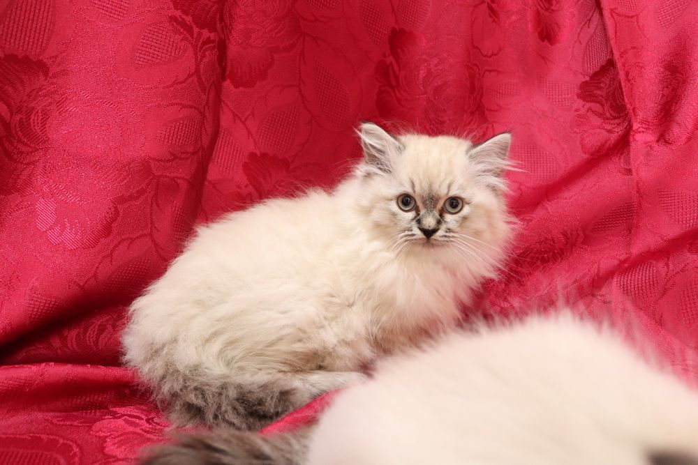 Кошенята невської маскарадної