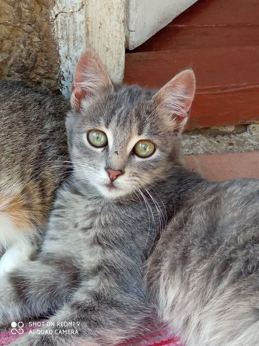 Гарна киця в добрі руки