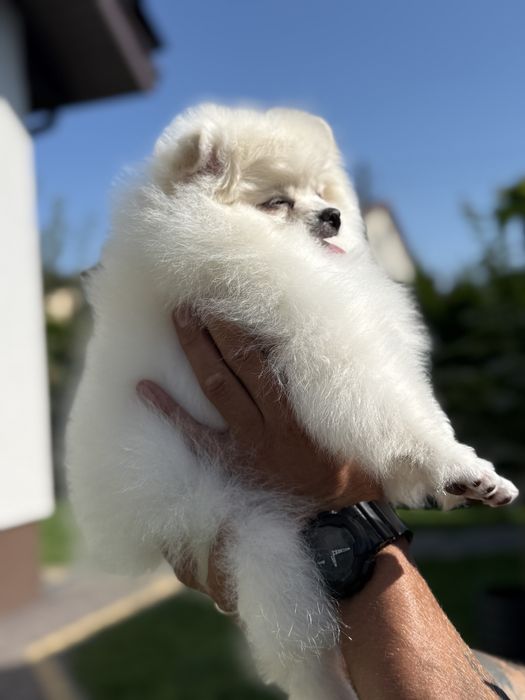 Pomeranian Szpic Miniaturowy Biały FCI ZKwP