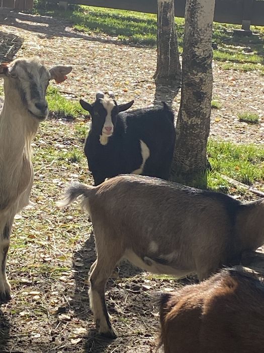 Koziołek cap miniaturowy - sprzedam