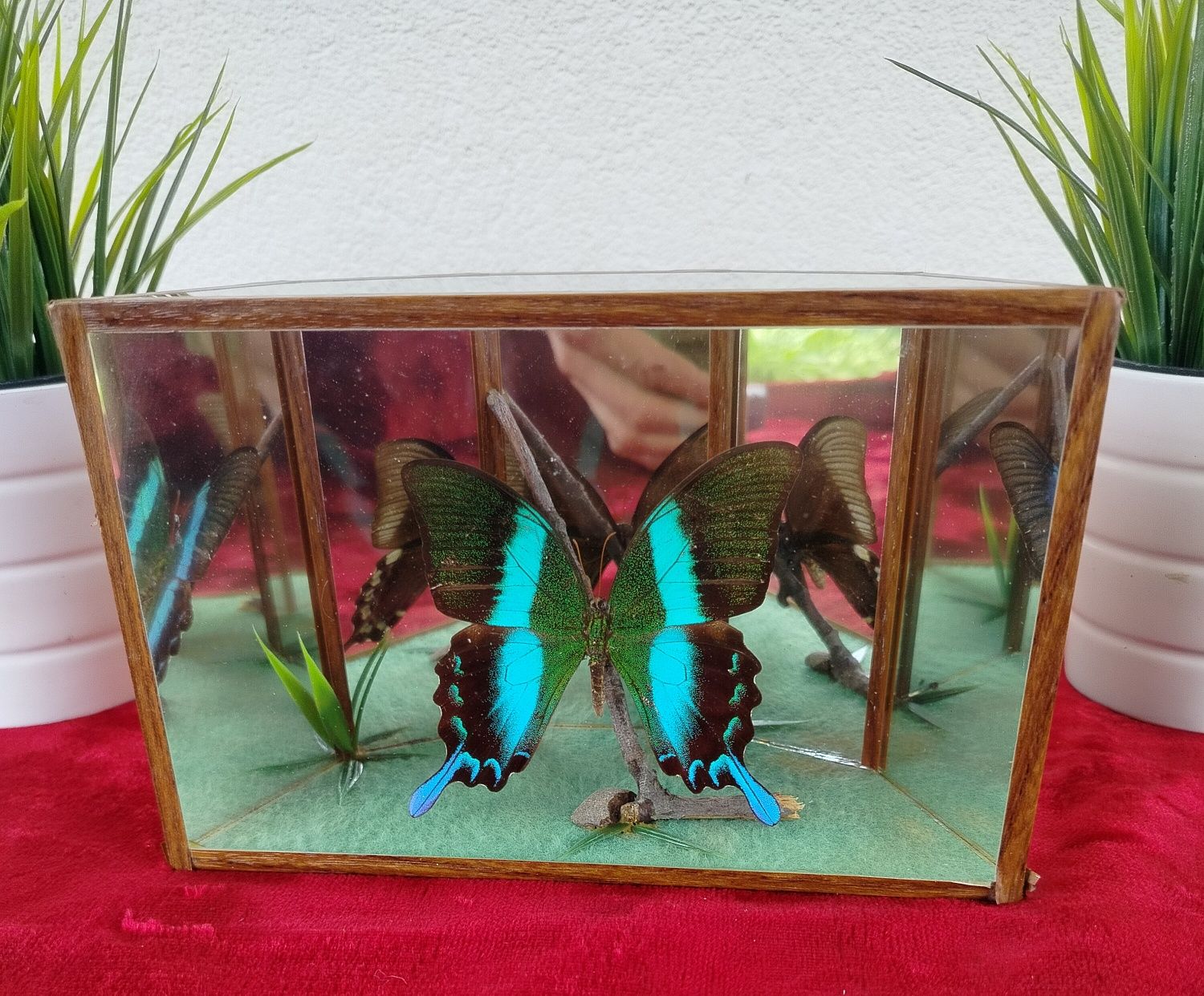 Gablota z pięknym dużym motylem papilio