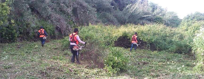 Limpeza terrenos florestais, agrícolas e urbanos Portimão Lagos Silves