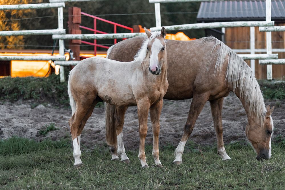 Ogierek AQH najlepsze reining pochodzenie