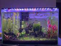 Guppy variáveis / Camarões Blue Dream