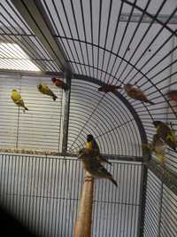 Kanarki i inne ptaki