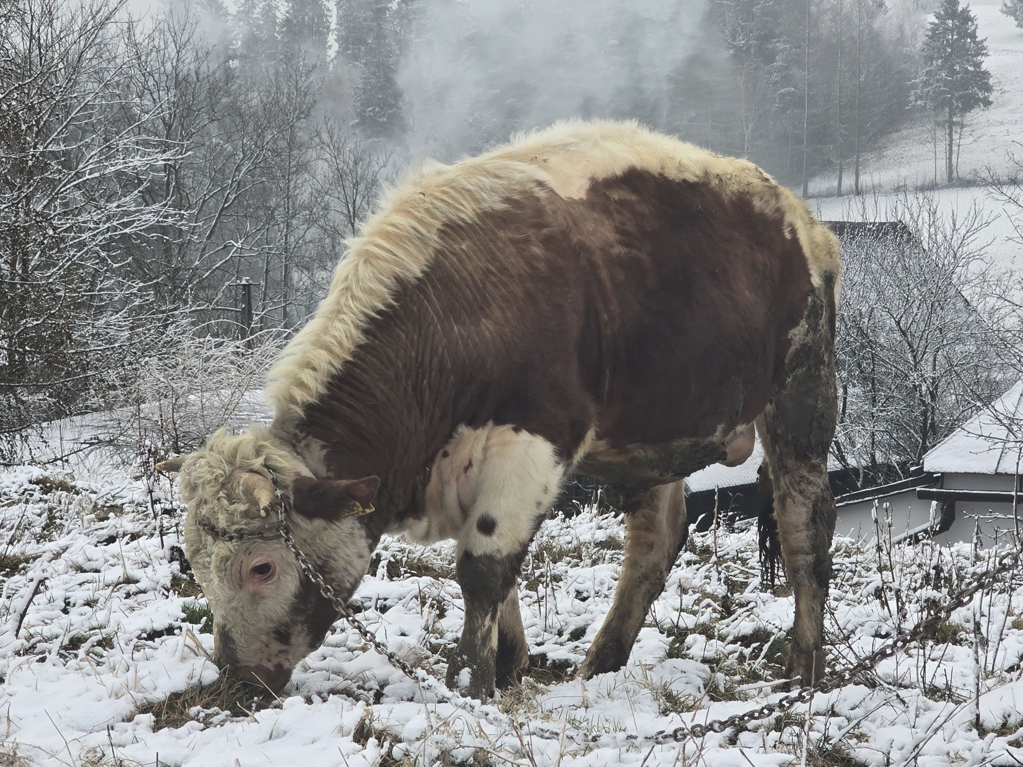 Sprzedam pięknego byka