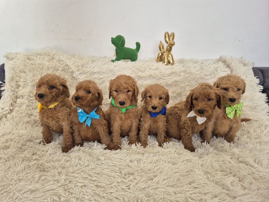 Goldendoodle f1b standard