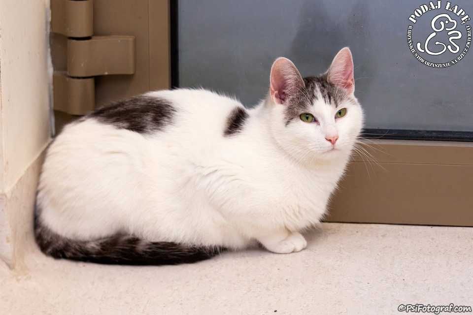*Diego - piękny kotek do adopcji!