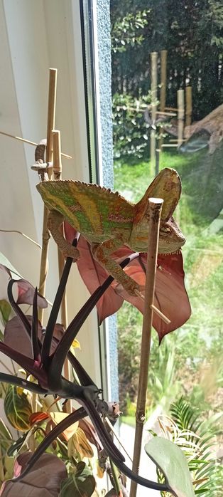 Jaszczurka z dwoma terrariami oraz foggerem