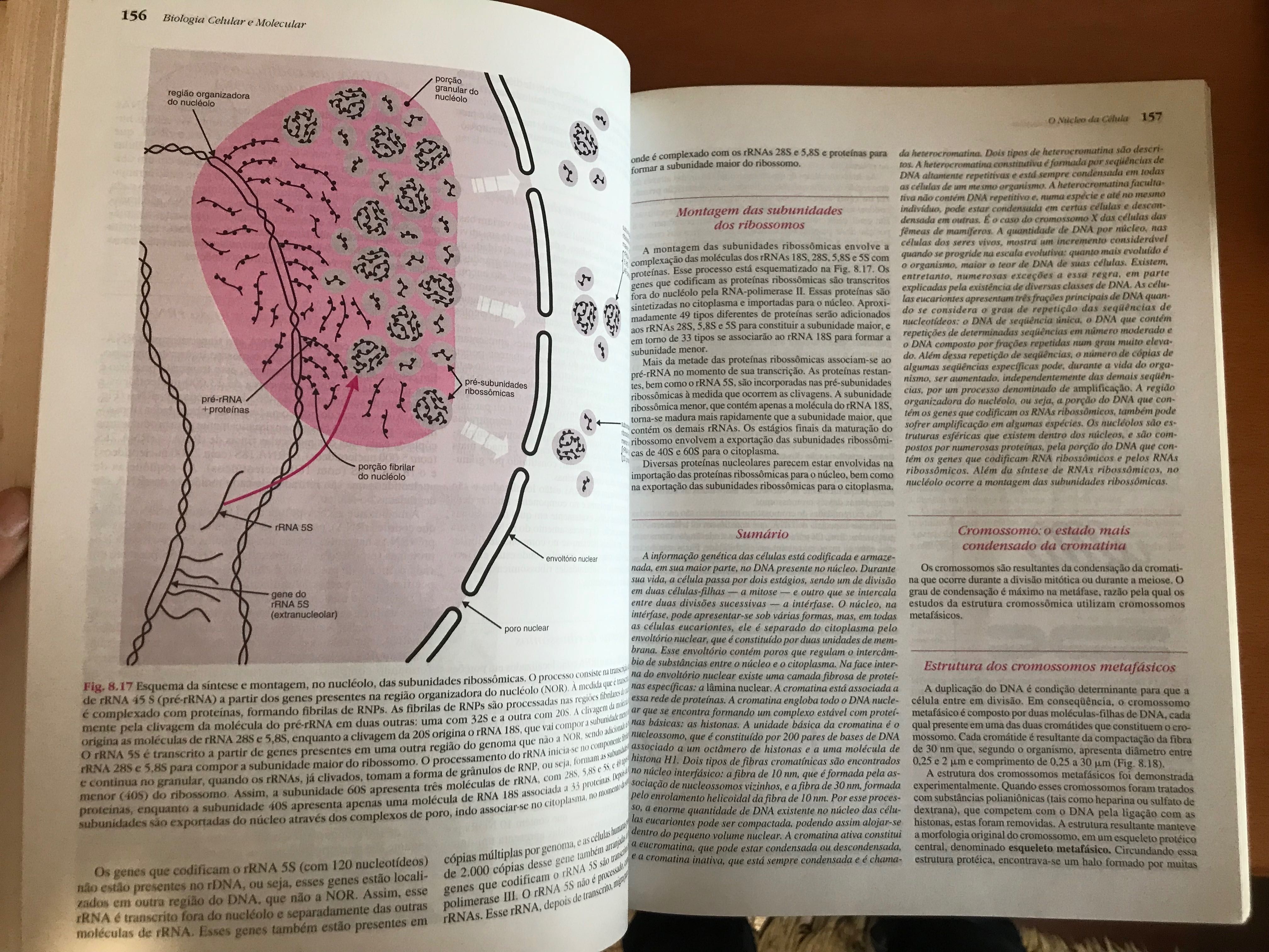 Livro - Biologia Celular e Molecar