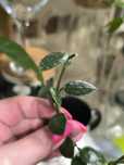 Rezerwacja Hoya lacunosa FN -14 Gala, Hoya aff.wanilliana