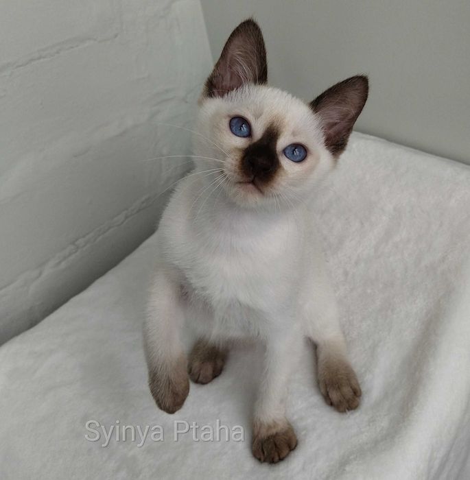 Тайский котёнок, синеглазое чудо