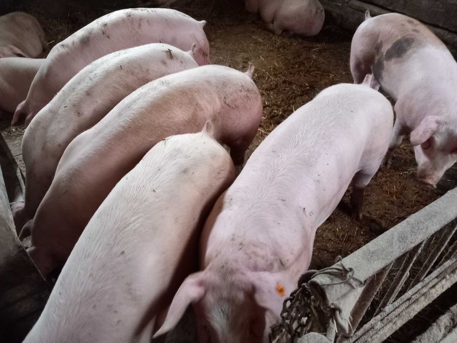 Sprzedam tuczniki z własnej hodowli