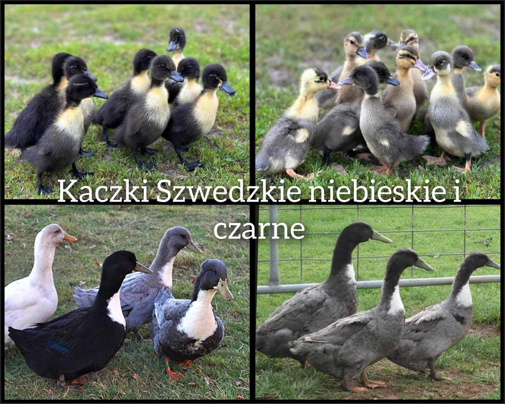 ‼️ Kaczki Pekin, Mulardy, Szwedzkie, staropolskie‼️