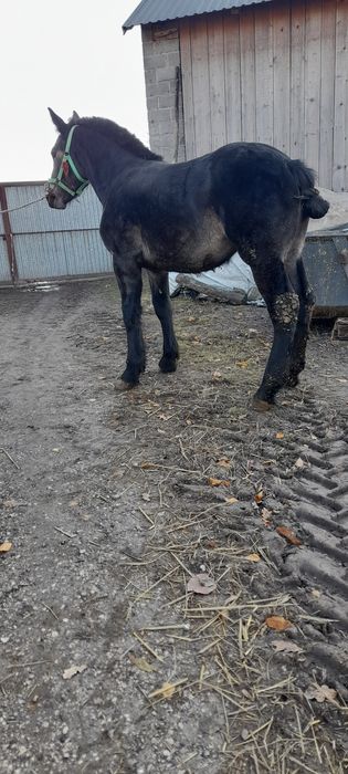 Zrebica zimnokrwista