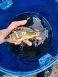 Karp narybek/kroczek. Jesiotry , Amur , Lin , Miętus.