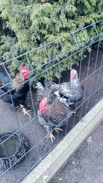 Koguty Kochiny tegoroczne.