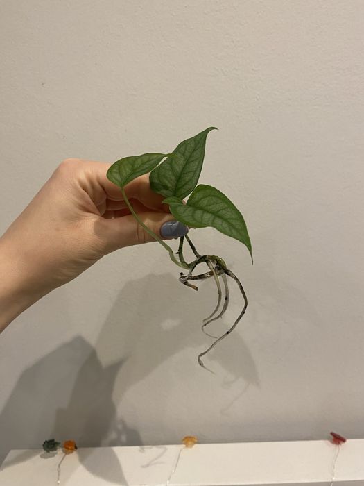 Monstera Siletepecana