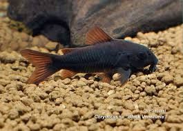 GB Kirys czarny Corydoras Aeneus „Black”