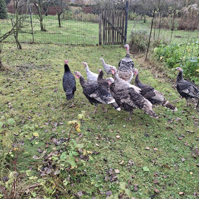 Indyki staropolskieg indory