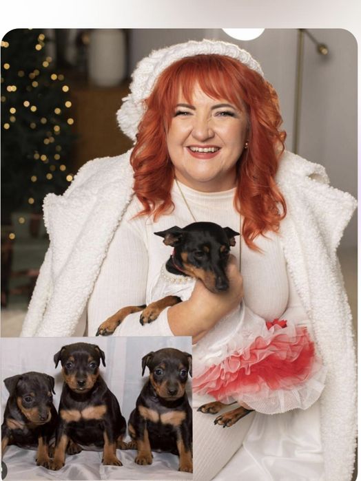 Чистокровні цвергпінчери(карликові піечери), можлива доставка.