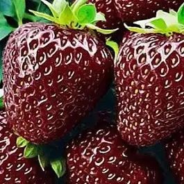 Продам саженцы клубники Черный принц .