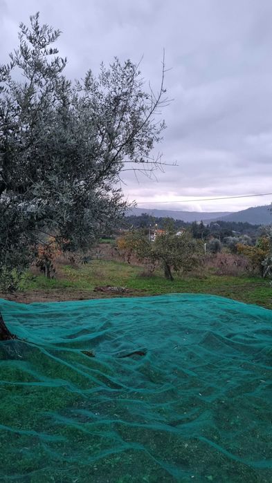 Tolde Rede Pano para Azeitona 10x10 Metros