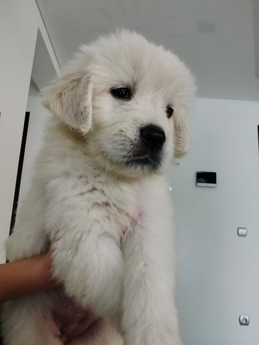 Golden Retriever Suczka