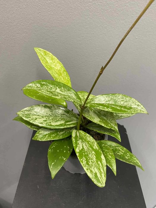 Hoya Carnosa Silver Spots Hoja