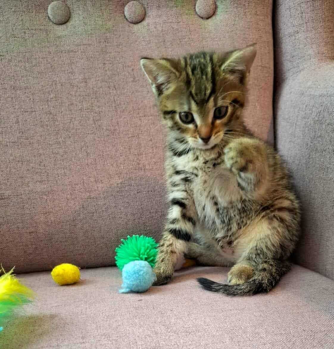 Kociak,wesoły rozrabiaka,mały kocurek pregowany do adopcji