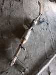 DPF Katalizator wydech Renault Master 2.3 Movano 2021 r