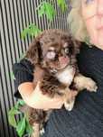 Chihuahua pêlo longo. Chocolate tan olhos verdes. Cabeça de maçã.