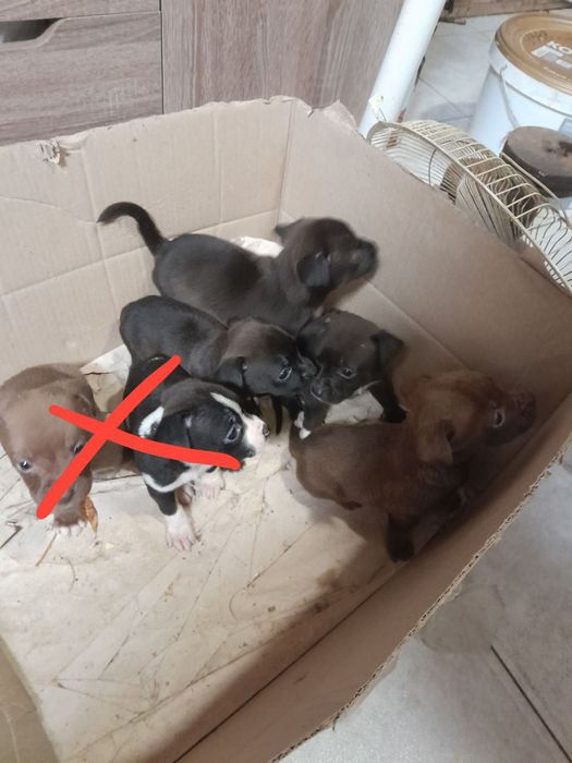 Отдам  щенят милые