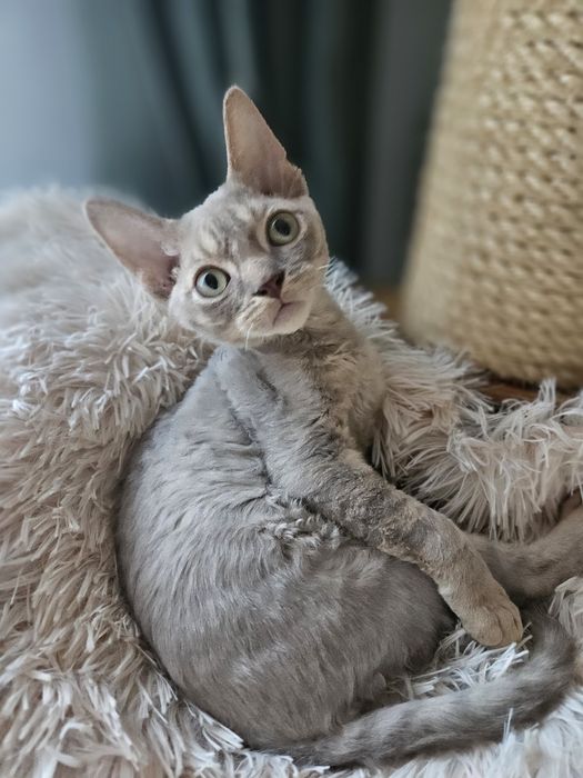 Liliowy kocurek Devon Rex