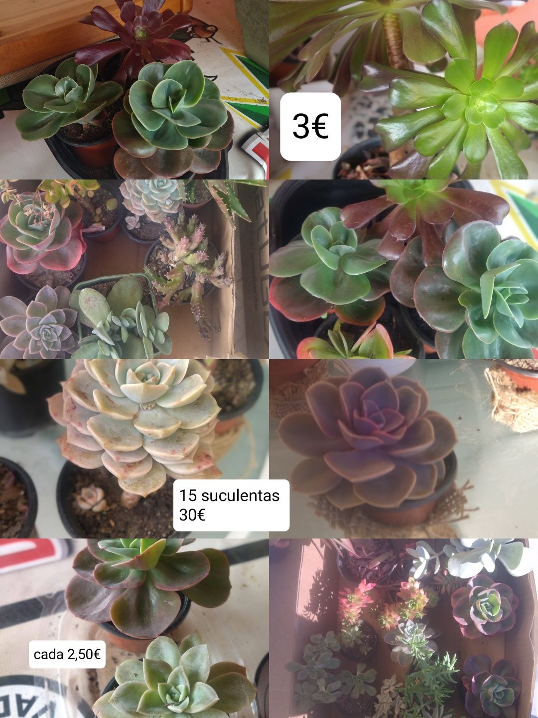 Conjunto de 15 soculentas
