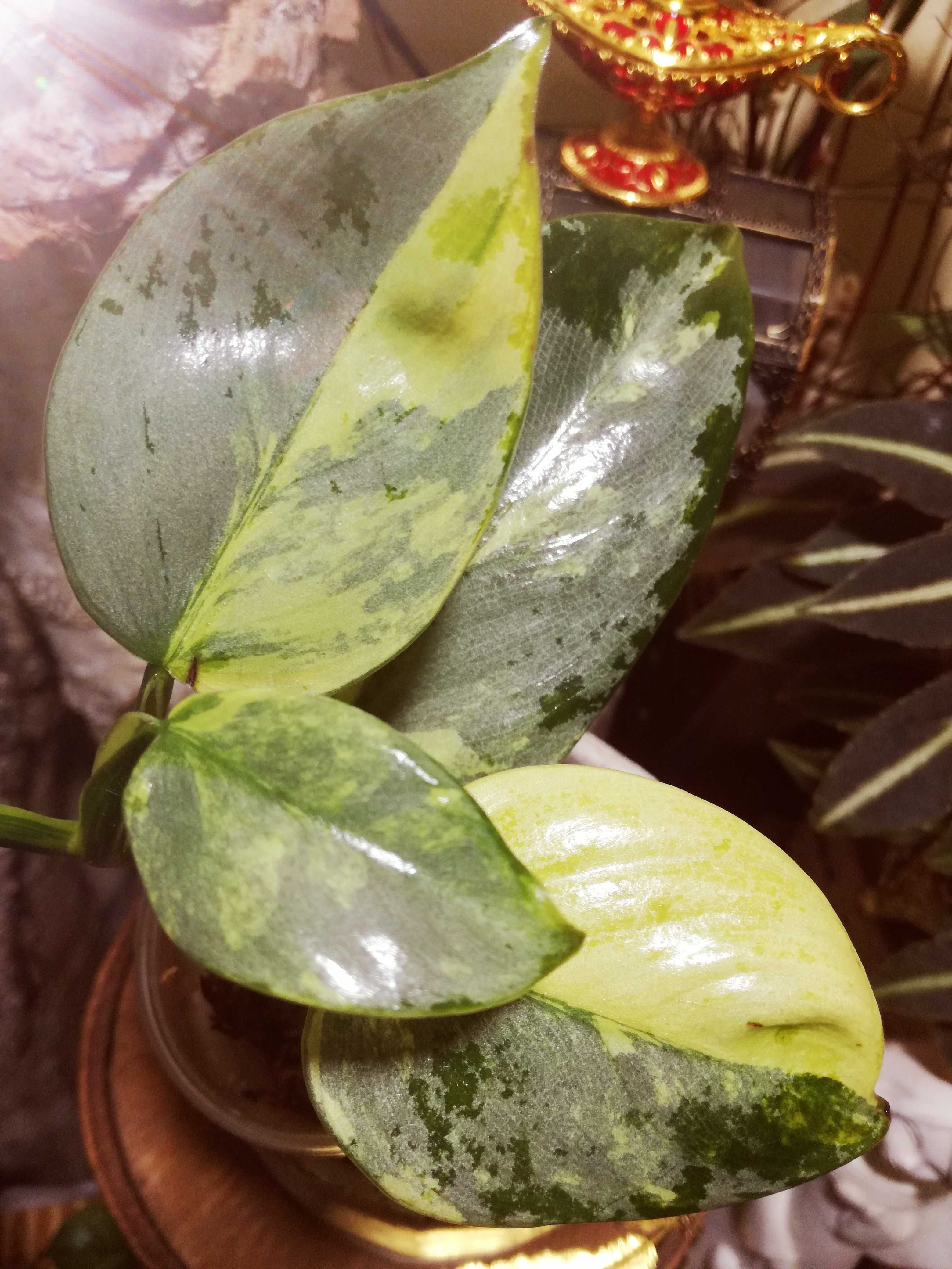Philodendron Hastatum Silver Sword Variegata filodendron monstera