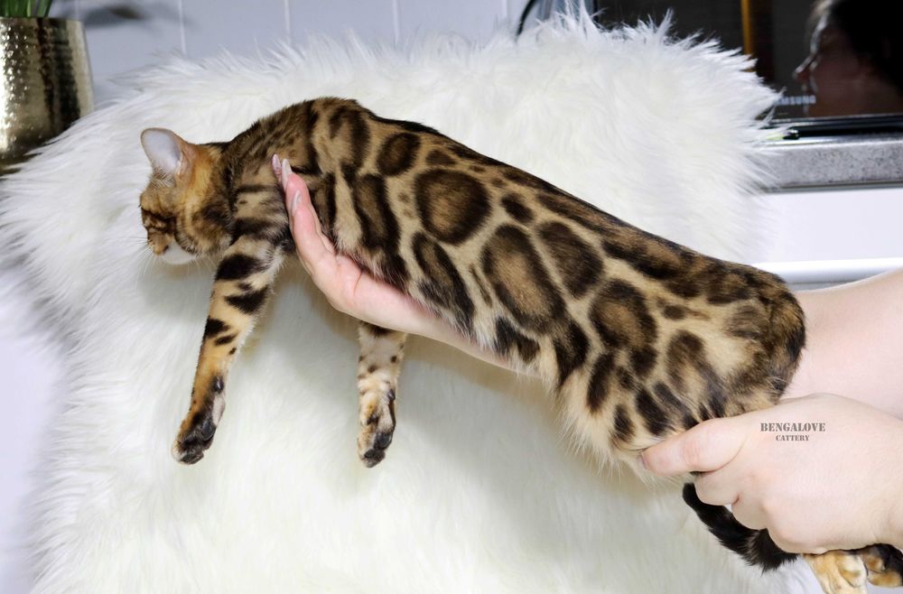 Dziewczyna bengalska Złoty kolor. PET lub do hodowli