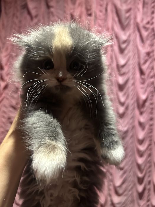 Кошеня дуже гарне і грайливе( дівчинка).