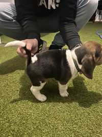 Beagle para adopçao