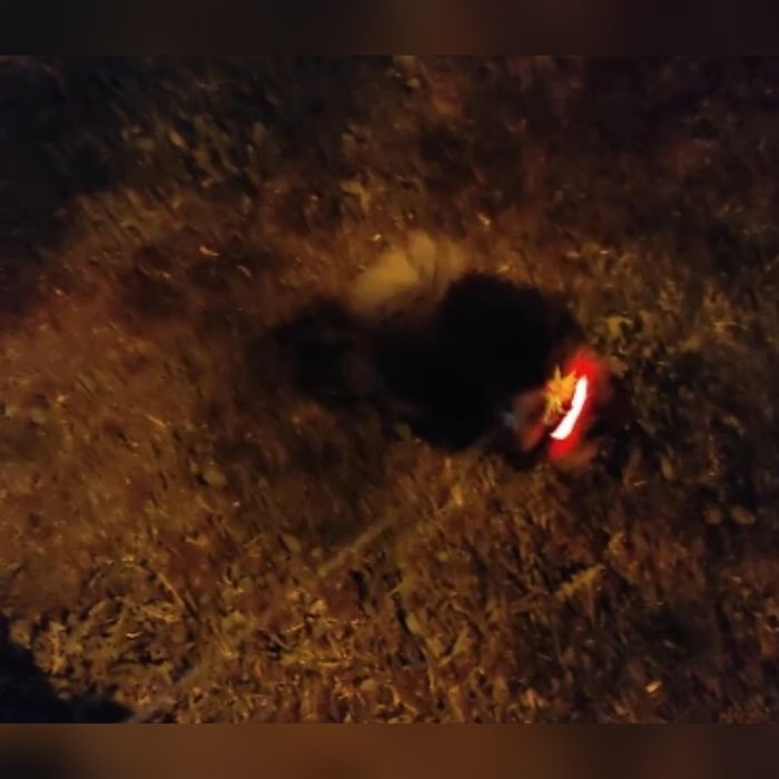 Светящийся ошейник, 52 см