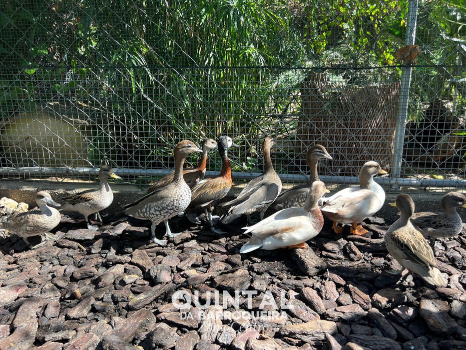 Anatídeos / Mignon, pardinha, pardilheira, ganso maned…