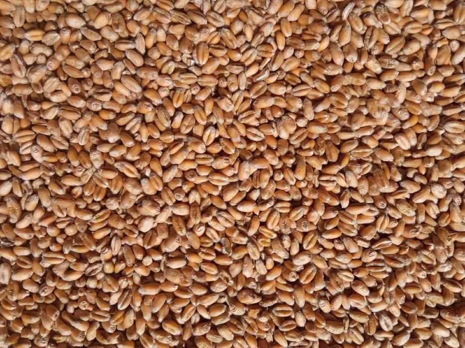 Pszenica ozima tegoroczna Bilanz