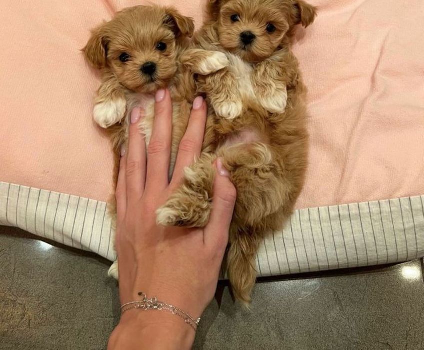 Мальтіпу для вас лагідні і здорові цуценята