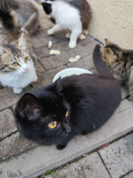 Віддам у добрі руки